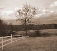 Fence Row